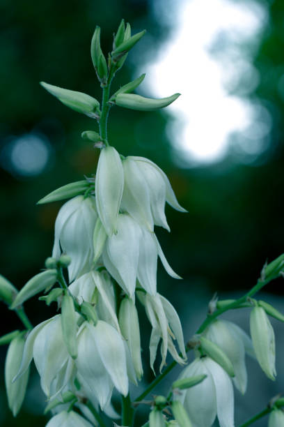 istock Blooming Yucca bush. Yucca bushes in bloom. Gardening Theme. 1407138772