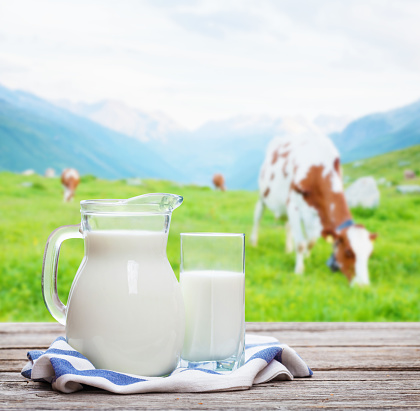 Milk in jug and glass and cows in pasture on alpine meadow on background