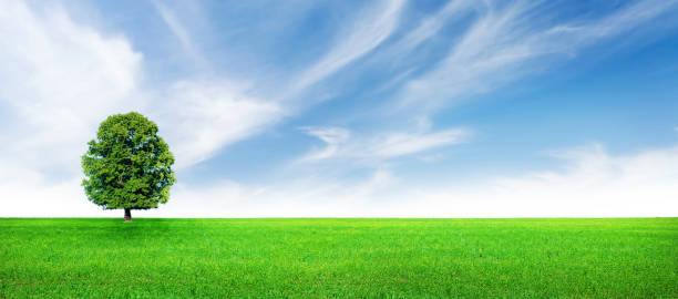 istock Green grass field, tree and blue sky 1407139473
