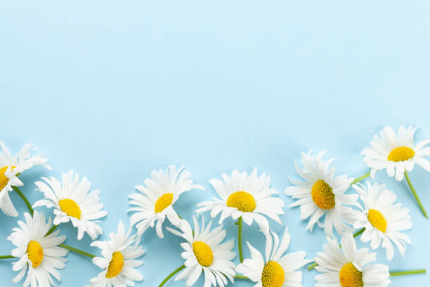 istock Chamomile garden flowers on blue background 1407139538