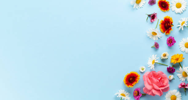istock Chamomile garden flowers on blue background 1407139556