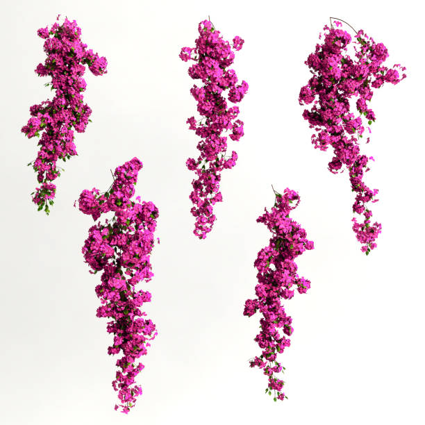 흰색 배경에 고립 된 분홍색 bougainvillea spectabilis 가지 꽃의 3d 그림 - bougainvillea 뉴스 사진 이미지