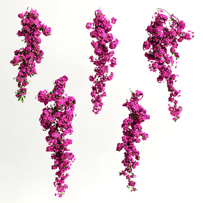 3d illustration of pink bougainvillea spectabilis branch flower isolated on white background