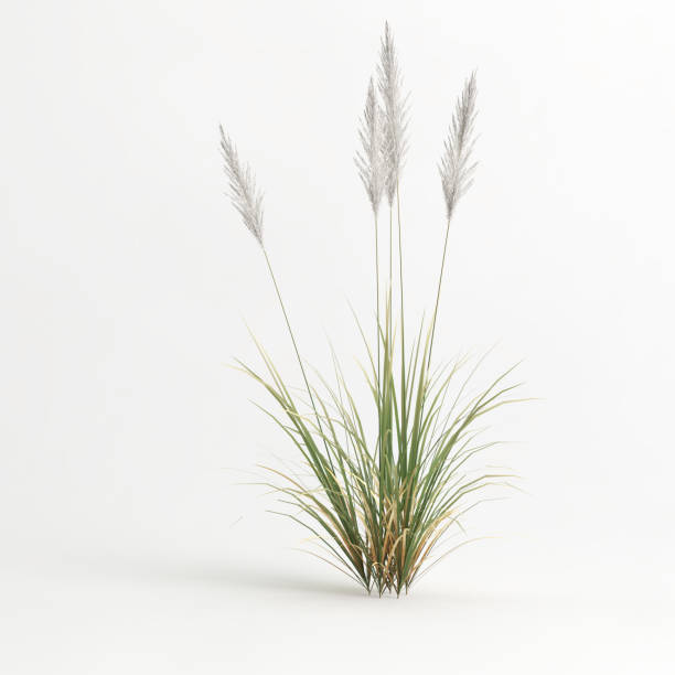 istock 3d illustration of reed isolated on white background 1407140098