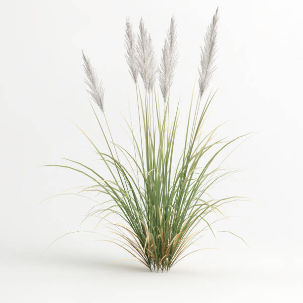 istock 3d illustration of reed isolated on white background 1407140107