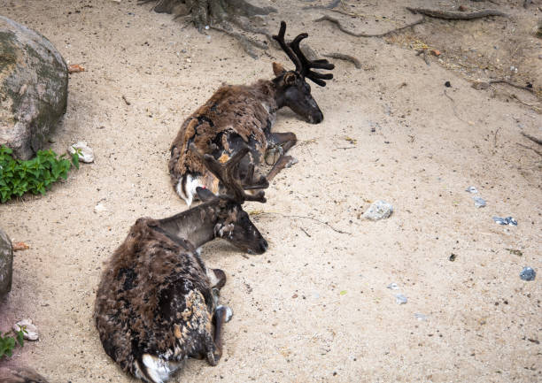 Two horned deer lie on the sand in zoo