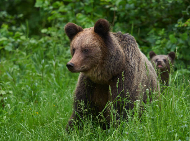 istock Large brown bear in the forest 1407141070