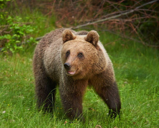 istock Large brown bear in the forest 1407141084