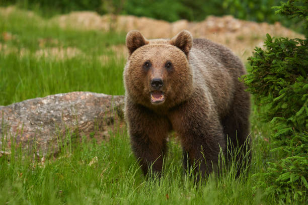 istock Large brown bear in the forest 1407141092