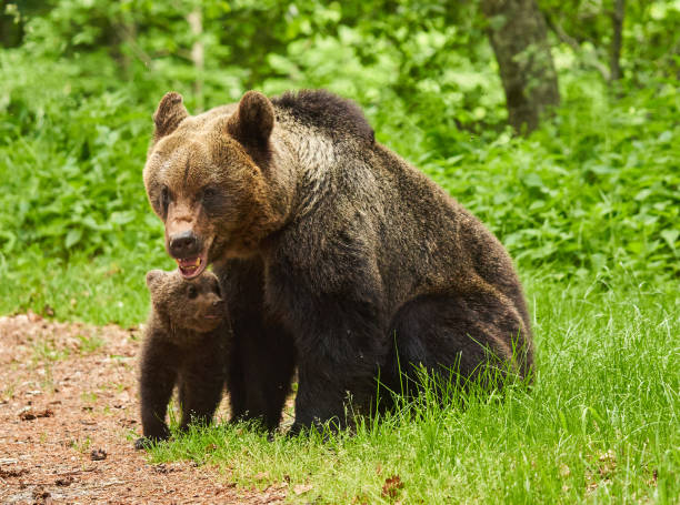 istock Mother bear and cub 1407141167