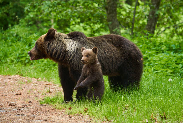 istock Mother bear and cub 1407141182
