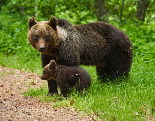 istock Mother bear and cub 1407141186