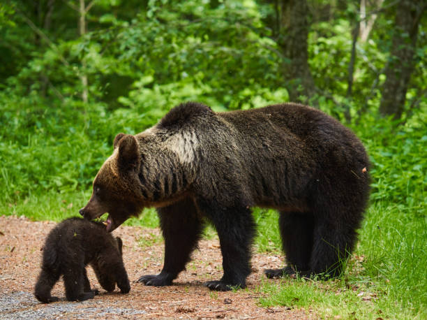 istock Mother bear and cub 1407141190