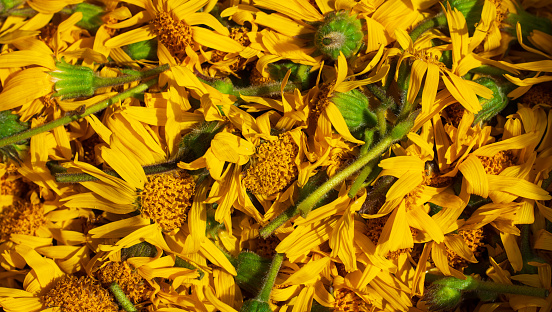 Yellow flower on white background