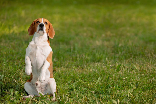 istock English Beagle sitting on hind legs lawn and looking at camera 1407141729