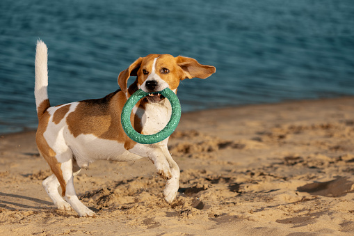 Dog with ring toy in mouth playing on beach
