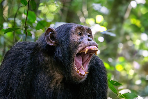 An adult chimpanzee, pan troglodytes, bares his teeth whilst communicating with the rest of the community. Kibale National Park, Uganda.