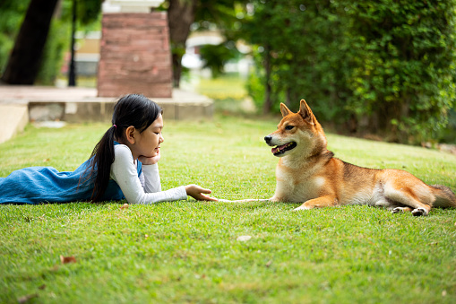 Young pretty Asian girl lying and beg hand to Brown Shiba dog on grass field in park