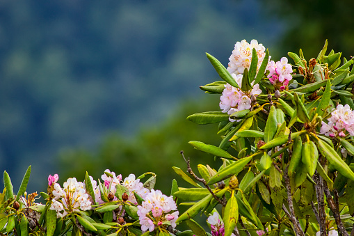 Blooming Rhododendron on the Blue Ridge Parkway in western North Carolina.
