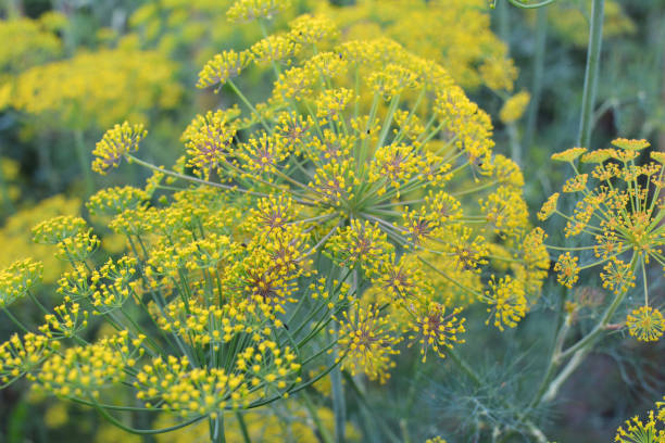 istock Dill (Anethum graveolens) grows in the garden 1407144527
