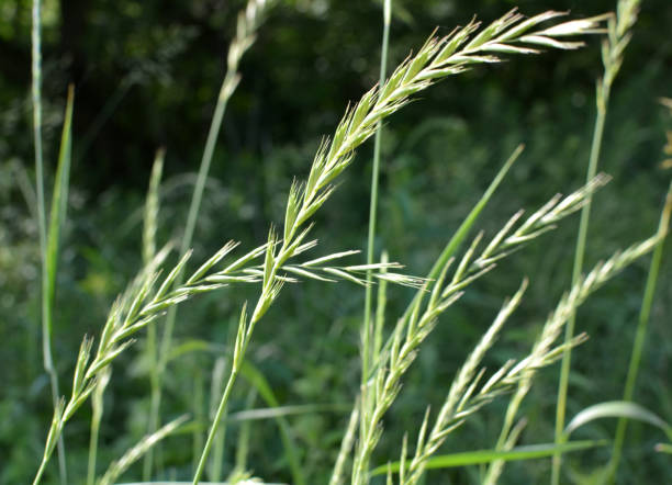 In the meadow growing cereal plant couch grass (Elymus repens) In the wild, a couch grass (Elymus repens) cereal plant grows in the meadow elymus stock pictures, royalty-free photos & images