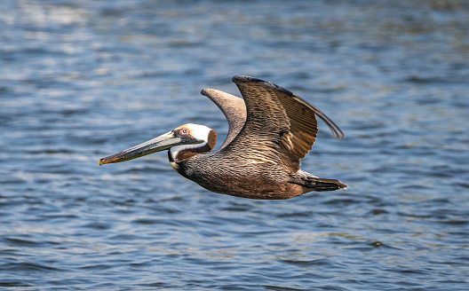 Brown pelican (Pelecanus occidentalis) resting on top of a wooden piling at Elkhorn Slough.\n\nTaken at Moss Landing, California, USA.