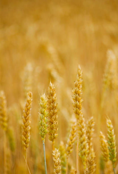 美しい小麦の耳のクローズアップ。選択的な焦点。 - ladybug wheat nature insect ストックフォトと画像