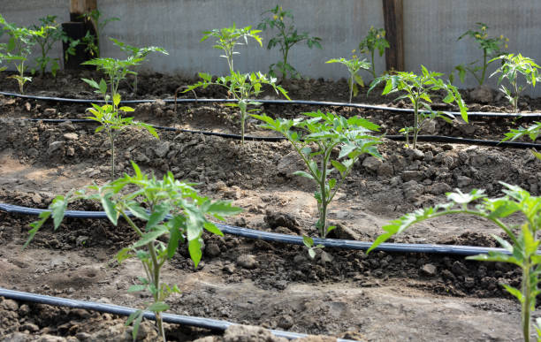 istock Greenhouse with drip irrigation when growing tomatoes 1407145916