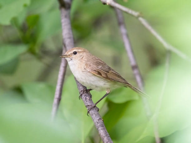 istock Common chiffchaff, lat. phylloscopus collybita, sitting on branch of bush in spring and looking for food 1407146123