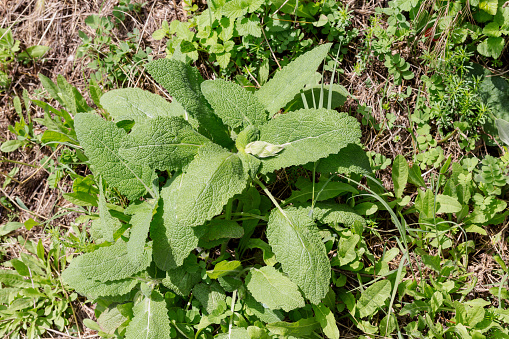 The  plant (Salvia sclarea) grows in a natural habitat in the mountains (Tzoumerka, Epirus, Greece, mountains Pindos).