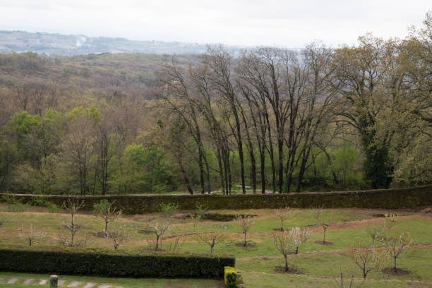 istock Aerial view of a tree area 1407147508
