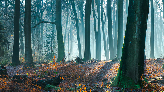 A forest in autumn or winter, early in the morning (blue tones). There is a light mist