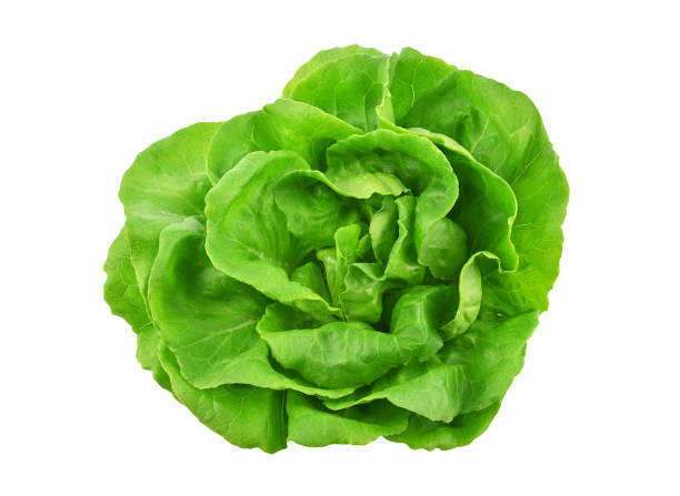 istock Green butterhead lettuce isolated on white 1407148809