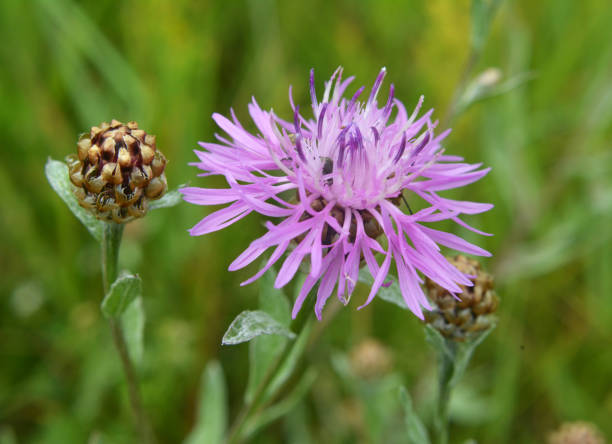 istock Cornflower Centaurea jacea blooms in a meadow among grasses 1407148919