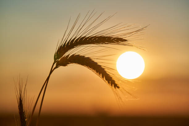 istock Ripe wheat ears at sunset, closeup shot 1407149237