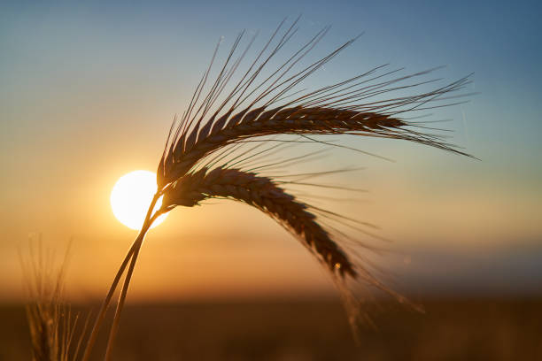 istock Ripe wheat ears at sunset, closeup shot 1407149250