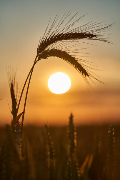 istock Ripe wheat ears at sunset, closeup shot 1407149251