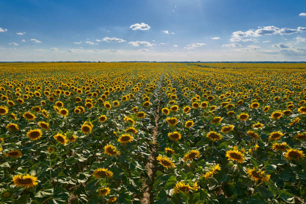 istock Sunflower field ripening 1407149264