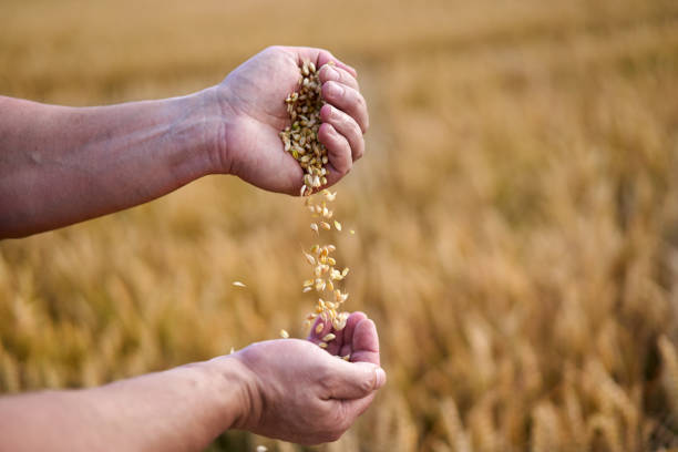 istock Farmer checking to see if the wheat is ripe 1407149282