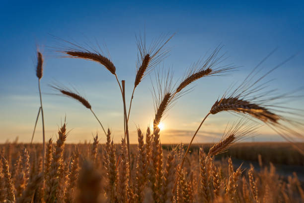 istock Ripe wheat ears at sunset, closeup shot 1407149285