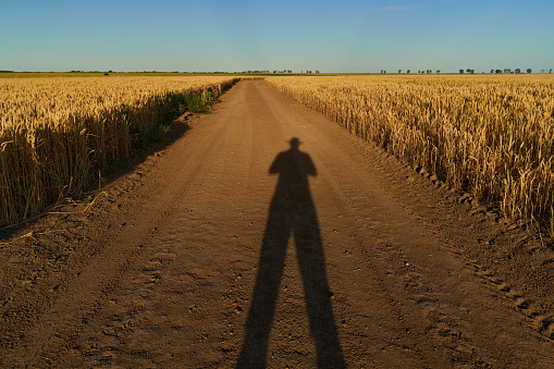 Farmer's shadow on dirt road going through wheat field at sunset