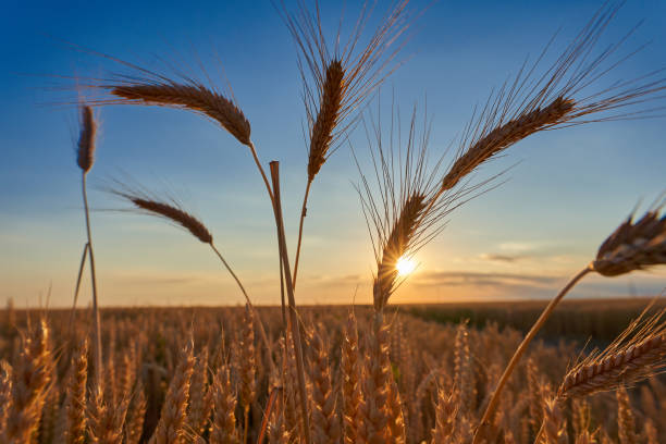 istock Ripe wheat ears at sunset, closeup shot 1407149303