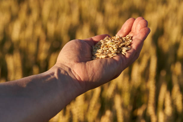 istock Farmer's hand holding wheat 1407149320