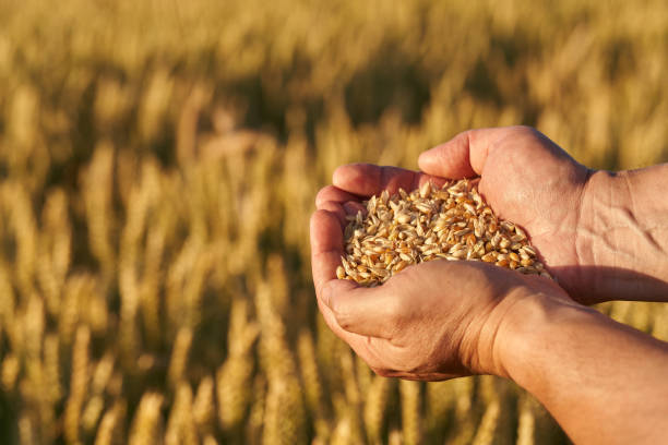 istock Farmer's hand holding wheat 1407149329