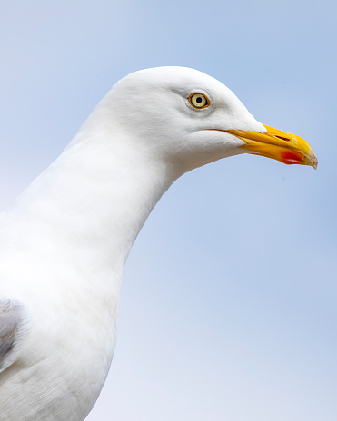 Close-up of a seagull, pictured in the seaside town of Scarborough in North Yorkshire, UK.