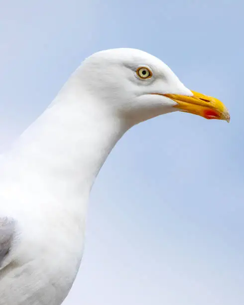 Photo of Seagull in Scarborough, North Yorkshire