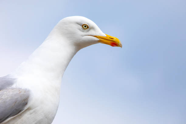 istock Seagull in Scarborough, North Yorkshire 1407149620