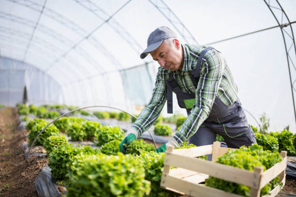istock Active senior male farmer working in a greenhouse. 1407151542