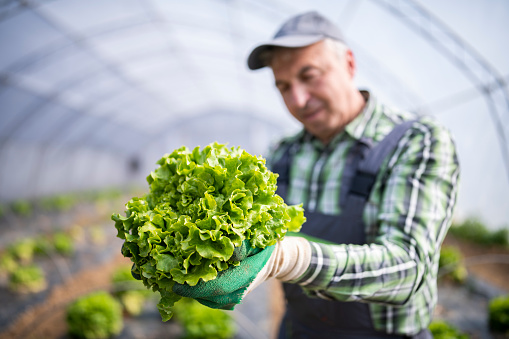Active senior male farm worker harvesting salads in a greenhouse.