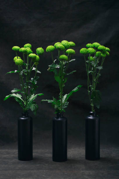 istock Three branches of green chrysanthemums in black bottles 1407151669